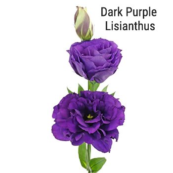 Dark Purple Lisianthus