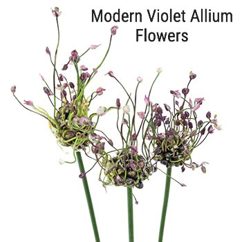 Modern Violet Allium Flowers