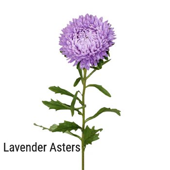 Lavender Asters
