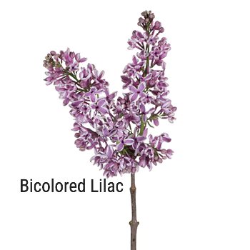 Bicolored Lilac