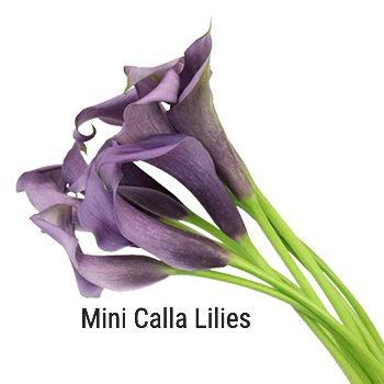 Mini Calla Lilies