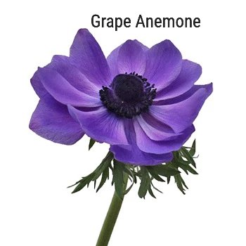 Grape Anemone