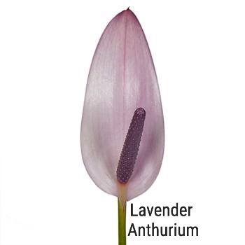 Lavender Anthurium