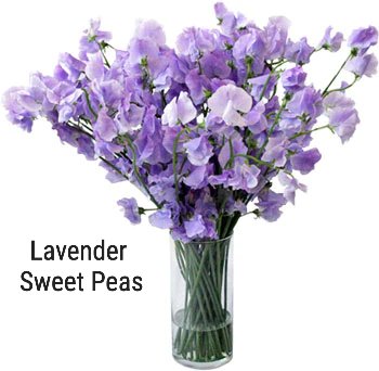 Lavender Sweet Peas