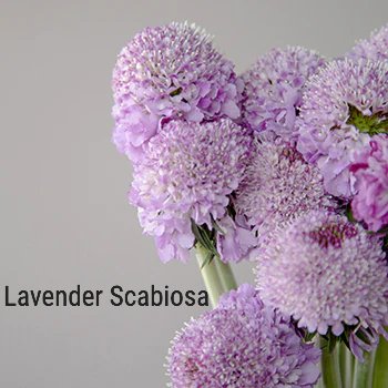 Lavender Scabiosa