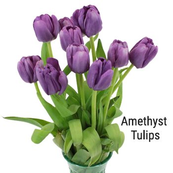 Amethyst Tulips