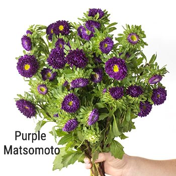Purple Matsumoto