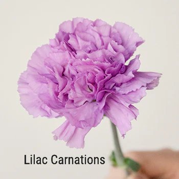 Lilac Carnations