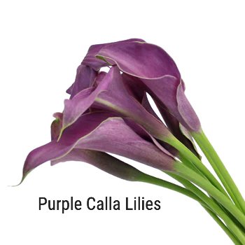 Purple Calla Lilies