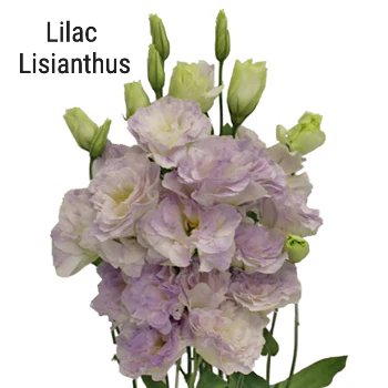 Lilac Lisianthus