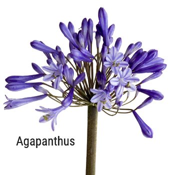 Agapanthus