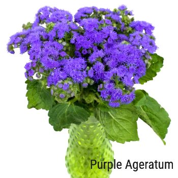 Purple Ageratum