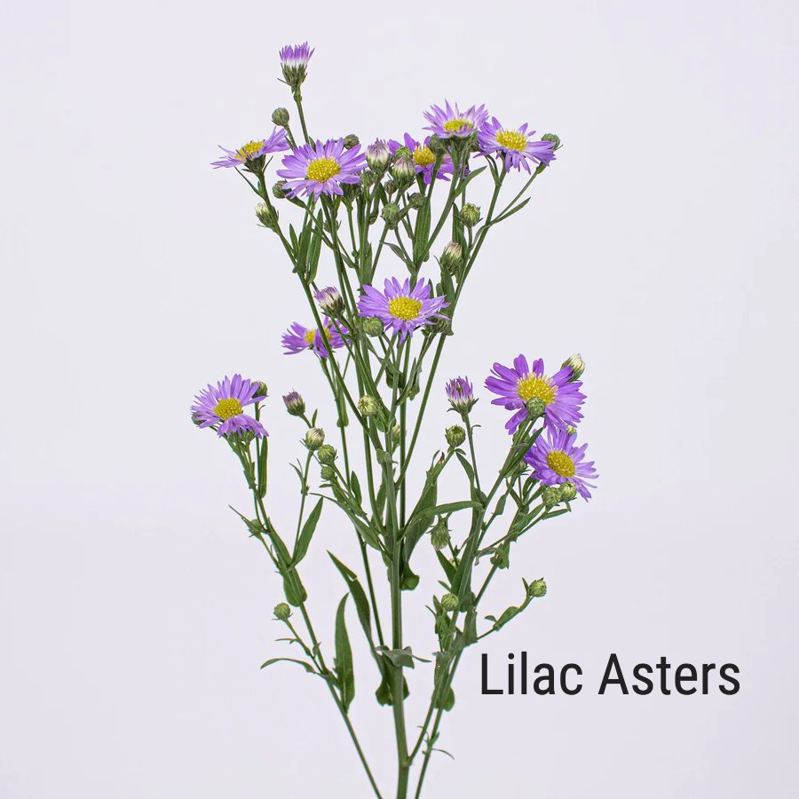Lilac Asters