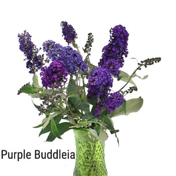 Purple Buddleia