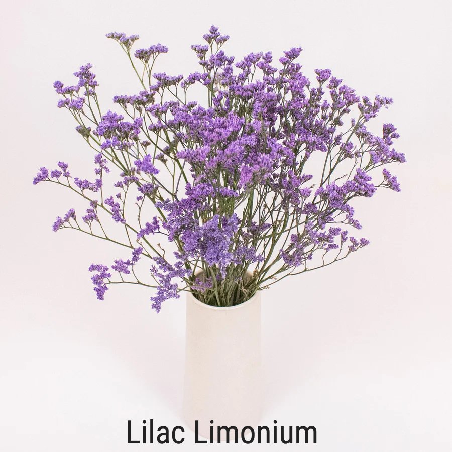 Lilac Limonium