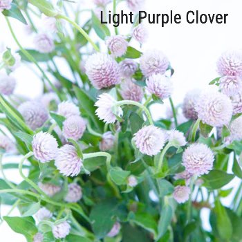 Light Purple Clover
