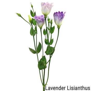 Lavender Lisianthus