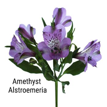 Amethyst Alstroemeria