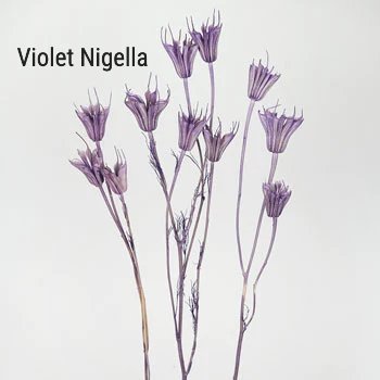 Violet Nigella