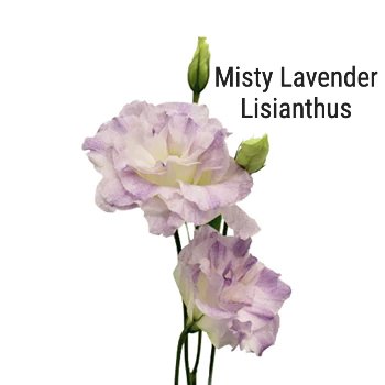 Misty Lavender Lisianthus