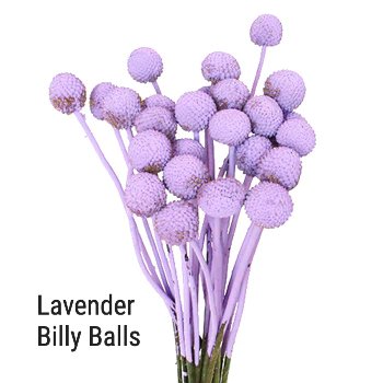 Lavender Billy Balls