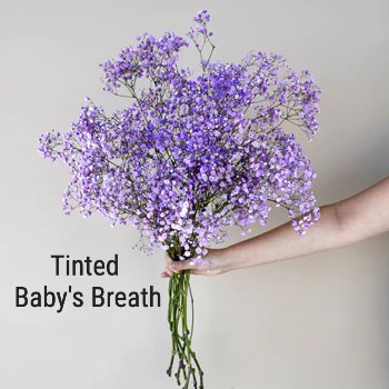 Tinted Baby's Breath