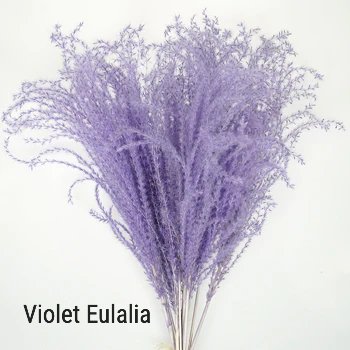 Violet Eulalia