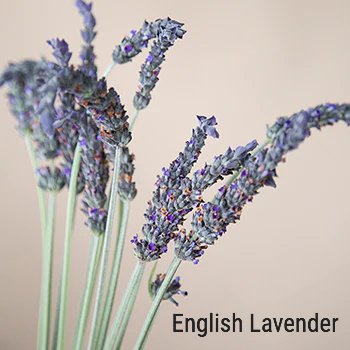 English Lavender