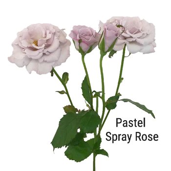 Pastel Spray Rose