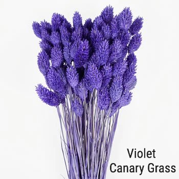 Violet Canary Grass