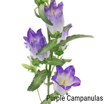 Purple Campanulas