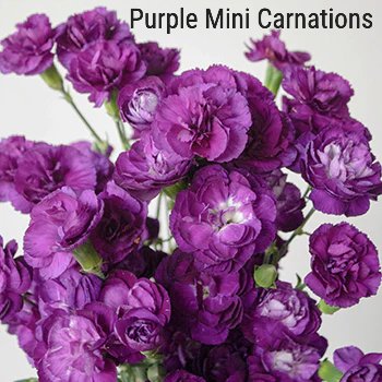 Purple Mini Carnations
