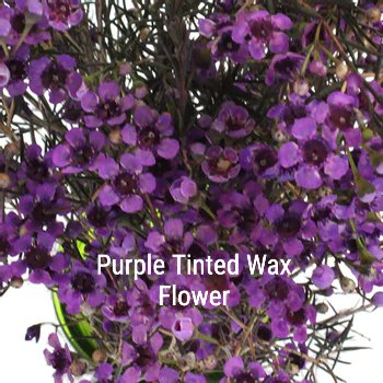 Purple Tinted Wax Flower