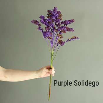 Purple Solidego