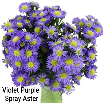 Violet Purple Spray Aster
