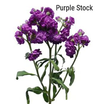 Purple Stock