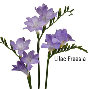 Lilac Freesia
