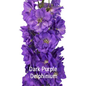 Dark Purple Delphinium