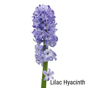 Lilac Hyacinth