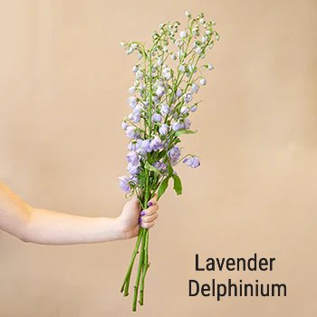 Lavender Delphinium