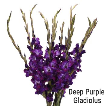 Deep Purple Gladiolus