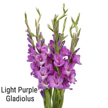 Light Purple Gladiolus