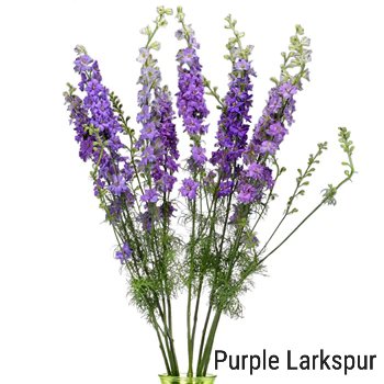 Purple Larkspur
