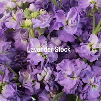Lavender Stock