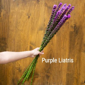 Purple Liatris