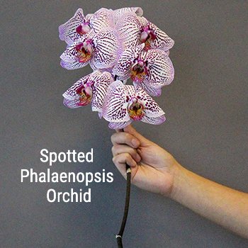 Spotted Phalaenopsis Orchid