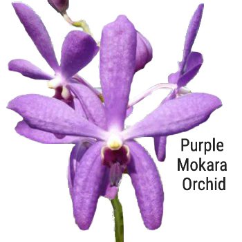 Purple Mokara Orchid