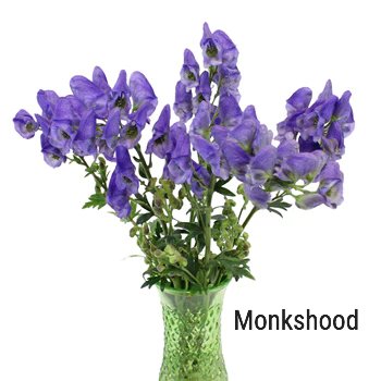 Monkshood
