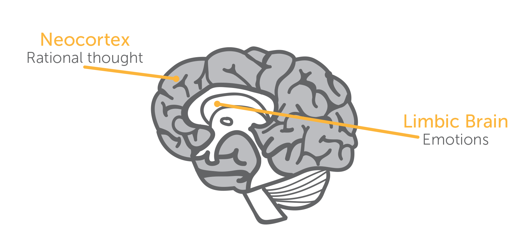 how-to-build-strong-characters-brain-neocortex