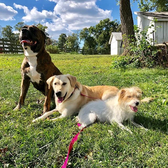 Millie! Monster! Basil!